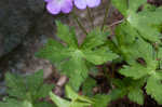 Wild geranium